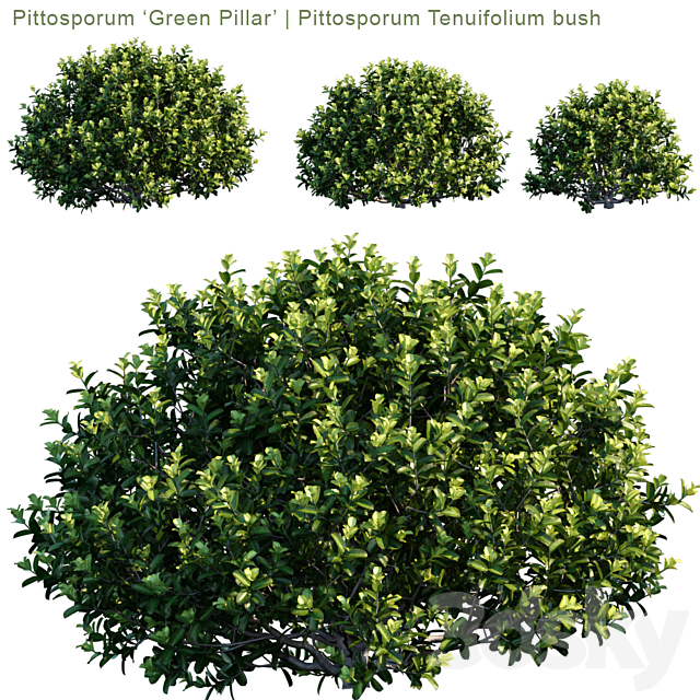 Pittosporum "Green Pillar" Pittosporum tenuifolium bush Bush 3D
