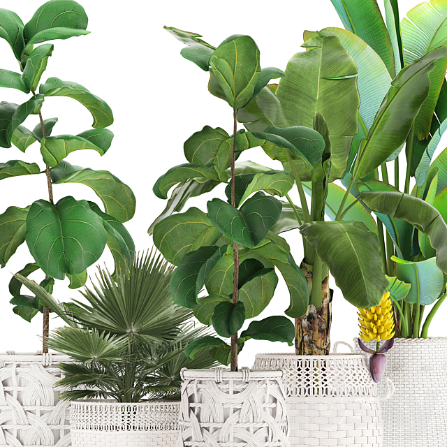 Plant collection 331. White baskets. rattan. Banana. Ravenala. ficus lyrata. fan palm. fruits. rotan. indoor plants. eco design. wicker. strelitzia 3DSMax File - thumbnail 2