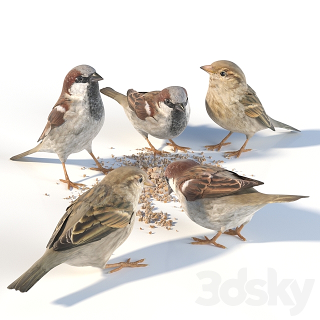 House Sparrow _ 1 3DSMax File - thumbnail 1
