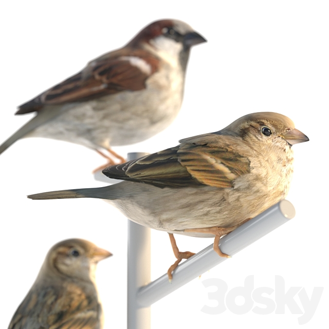 House Sparrow _ 2 3d