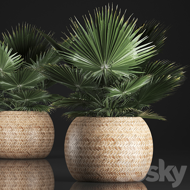 Fan palm in a basket 339. Interior palm tree. basket. rattan. brachea. eco design. natural decor 3DSMax File - thumbnail 1