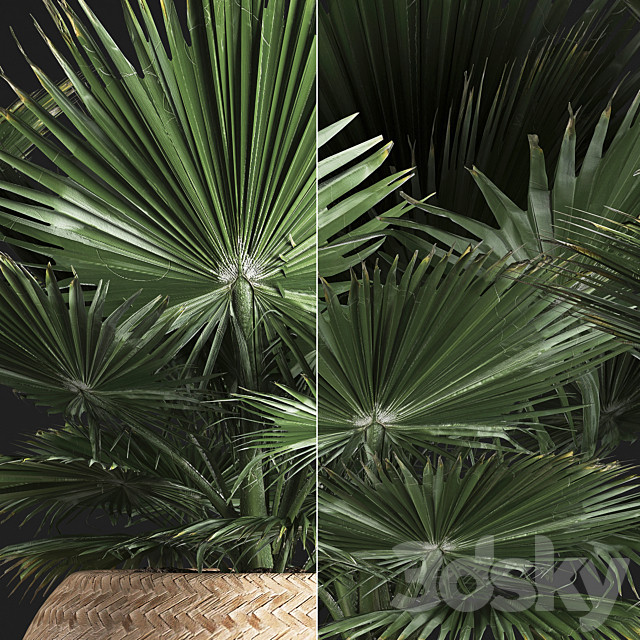 Fan palm in a basket 339. Interior palm tree. basket. rattan. brachea. eco design. natural decor 3DSMax File - thumbnail 2