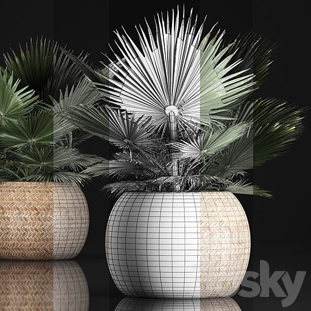 Fan palm in a basket 339. Interior palm tree. basket. rattan. brachea. eco design. natural decor 3DSMax File - thumbnail 3