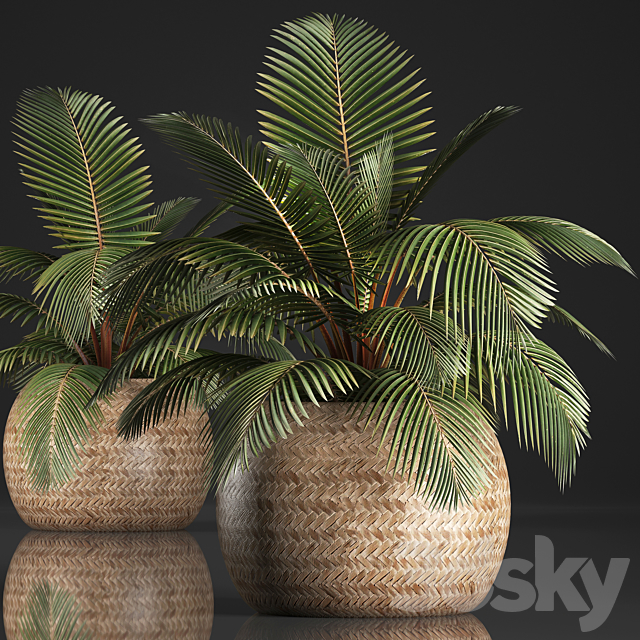 Plant Coconut palm 340. Small palm. basket. rattan. indoor. interior. eco design. natural decor 3DSMax File - thumbnail 1