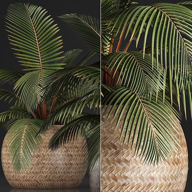 Plant Coconut palm 340. Small palm. basket. rattan. indoor. interior. eco design. natural decor 3DSMax File - thumbnail 2