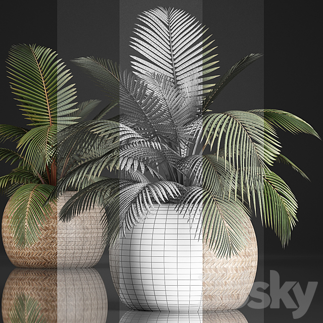 Plant Coconut palm 340. Small palm. basket. rattan. indoor. interior. eco design. natural decor 3DSMax File - thumbnail 3
