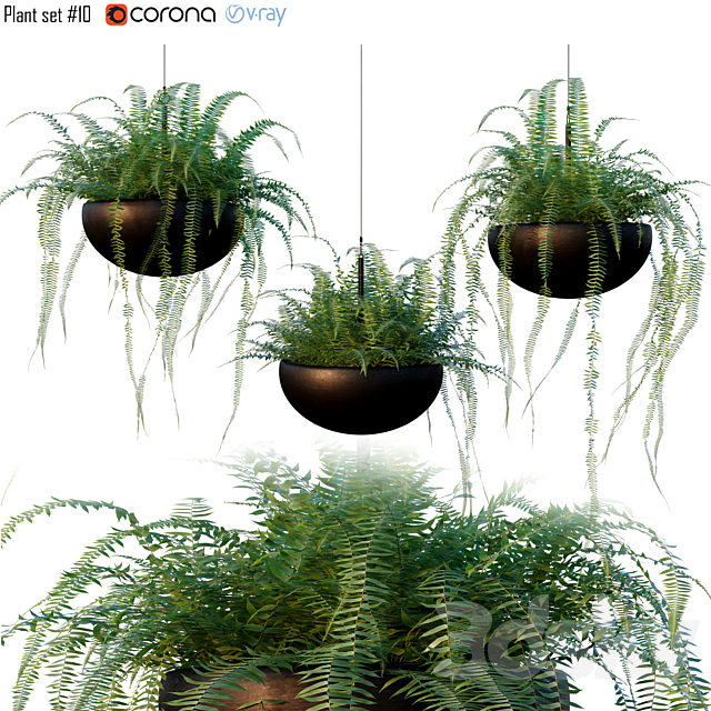 Nephrolepis cordifolia | Plant set # 10 3DSMax File - thumbnail 1
