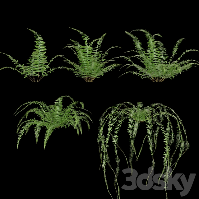 Nephrolepis cordifolia | Plant set # 10 3DSMax File - thumbnail 2
