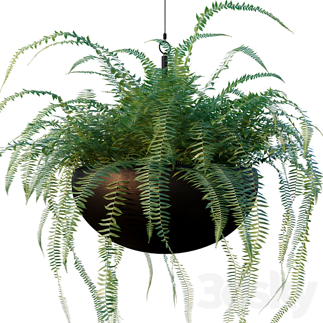 Nephrolepis cordifolia | Plant set # 10 3DSMax File - thumbnail 3