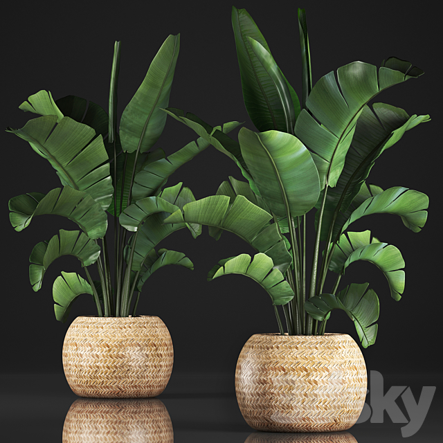 Plant collection 345. Banana palm. Basket. rattan. indoor banana. strelitzia. eco design. bush 3DSMax File - thumbnail 1