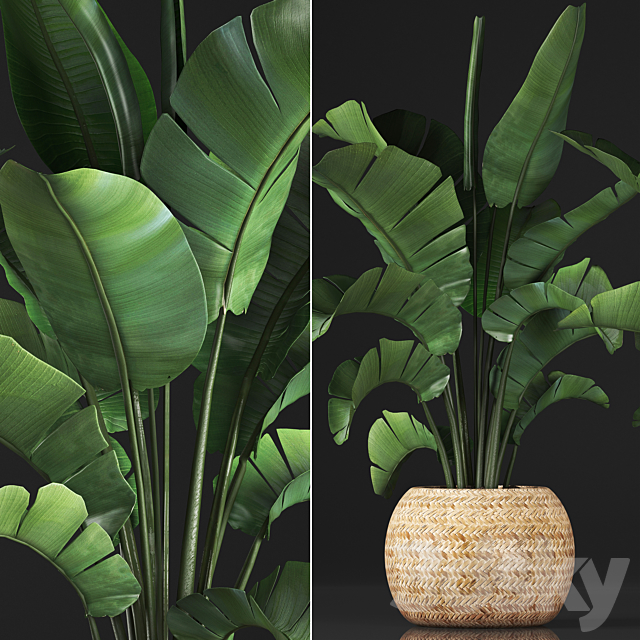 Plant collection 345. Banana palm. Basket. rattan. indoor banana. strelitzia. eco design. bush 3DSMax File - thumbnail 2