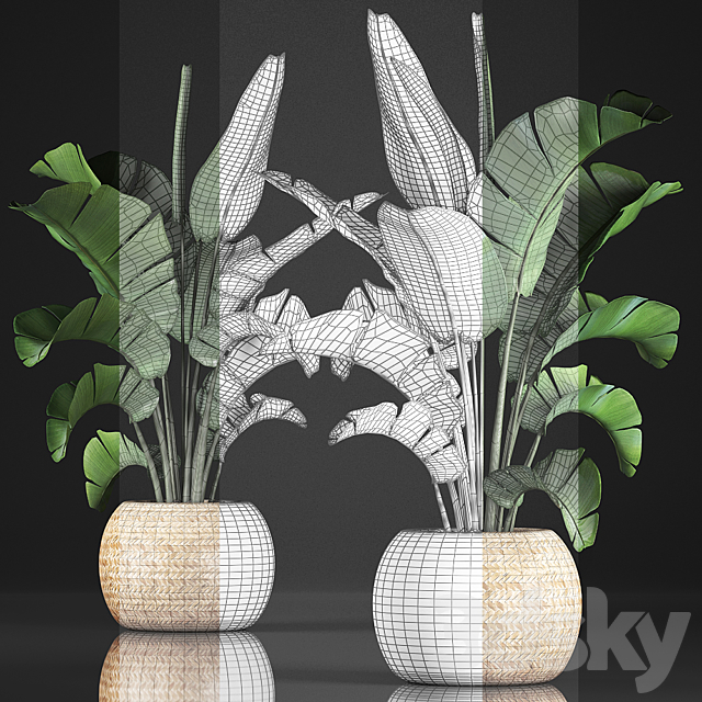 Plant collection 345. Banana palm. Basket. rattan. indoor banana. strelitzia. eco design. bush 3DSMax File - thumbnail 3