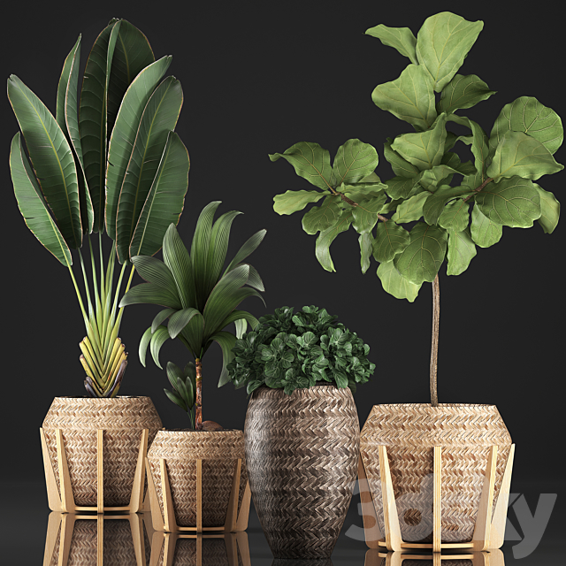 Plant collection 348. Ficus Lyrata. basket. rattan. Ravenala. banana. nucifera coconut. indoor plants. eco design. strelitzia 3DSMax File - thumbnail 1