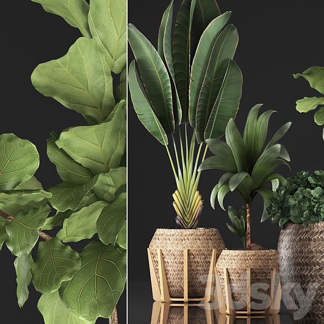 Plant collection 348. Ficus Lyrata. basket. rattan. Ravenala. banana. nucifera coconut. indoor plants. eco design. strelitzia 3DSMax File - thumbnail 2