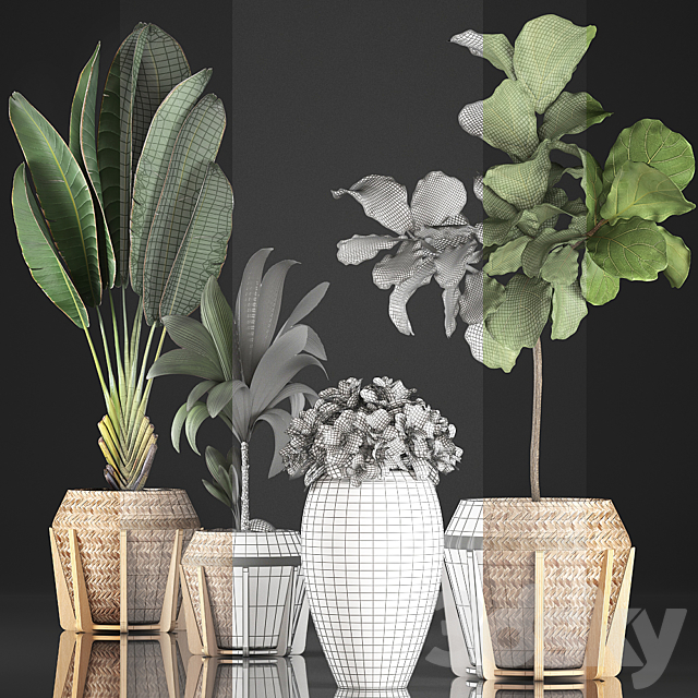 Plant collection 348. Ficus Lyrata. basket. rattan. Ravenala. banana. nucifera coconut. indoor plants. eco design. strelitzia 3DSMax File - thumbnail 3