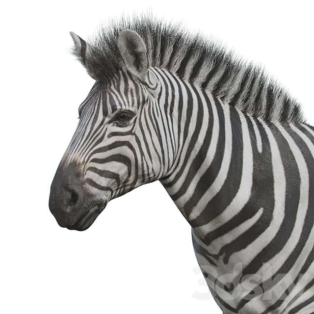 Zebra 3d