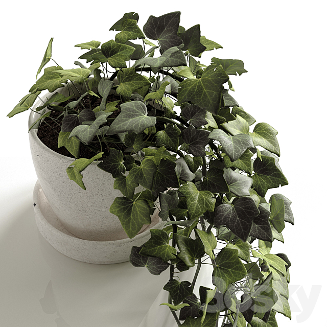 Hedera Helix wonder 3d