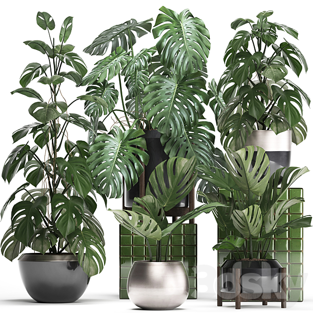 Plant collection 351. Monstera. Set. monstera. pot. flowerpot. indoor plants. luxury. set. eco design. bushes. thickets. leaves 3DSMax File - thumbnail 1