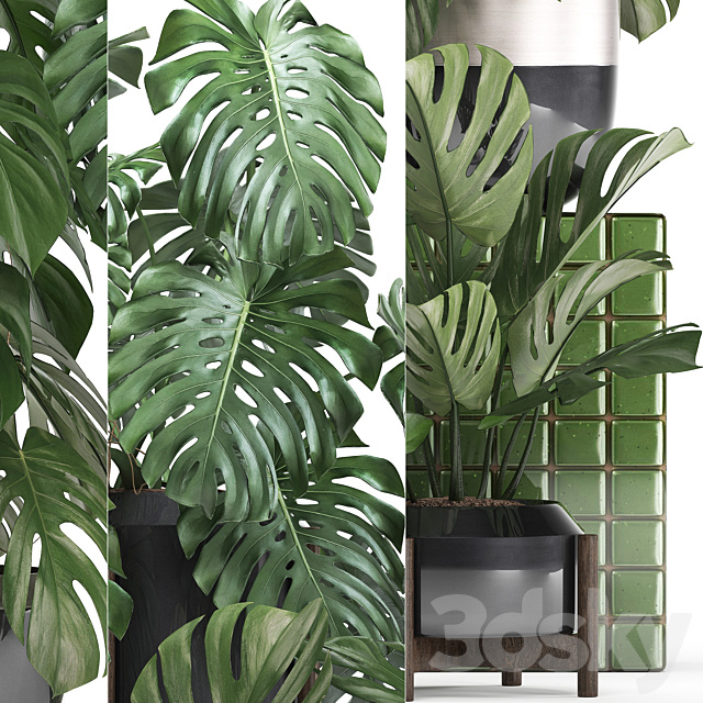 Plant collection 351. Monstera. Set. monstera. pot. flowerpot. indoor plants. luxury. set. eco design. bushes. thickets. leaves 3DSMax File - thumbnail 2