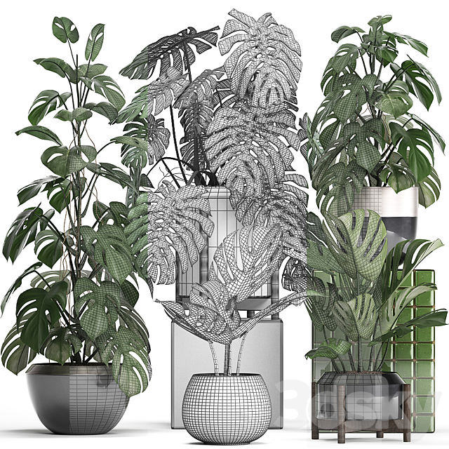 Plant collection 351. Monstera. Set. monstera. pot. flowerpot. indoor plants. luxury. set. eco design. bushes. thickets. leaves 3DSMax File - thumbnail 3