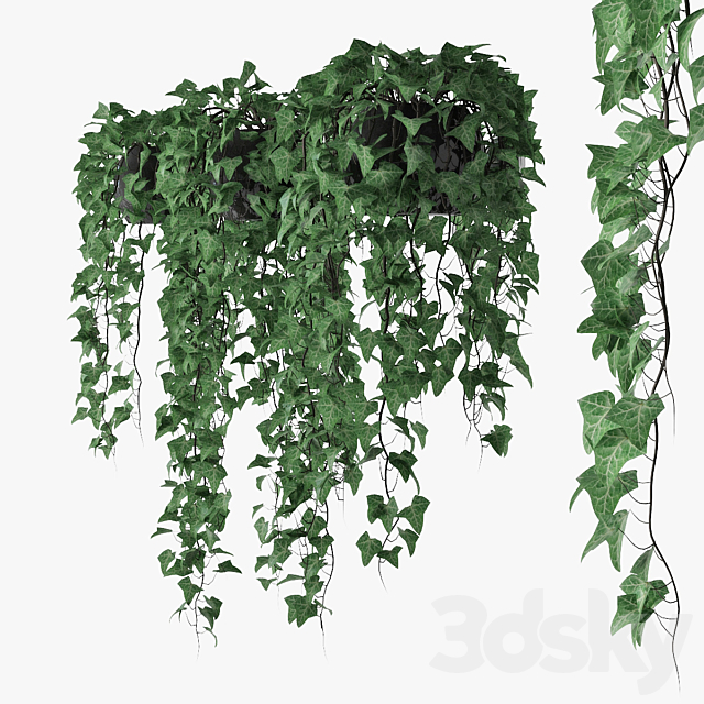 Ivy in pot 09 3d