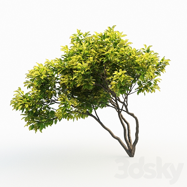 3d