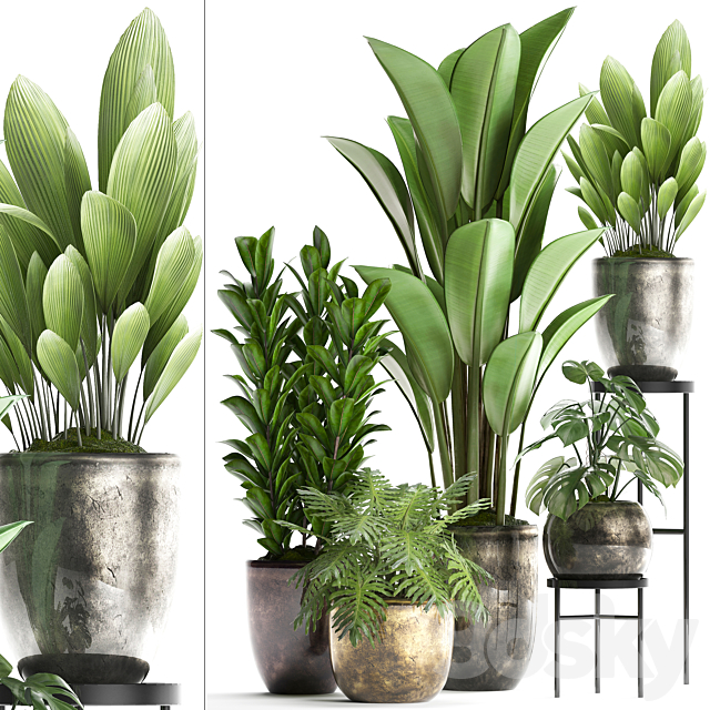 Plant Collection 361. luxury flowerpot. Philodendron. monstera. banana. palm grass. indoor plants. luxury. interior. strelitzia 3DSMax File - thumbnail 1