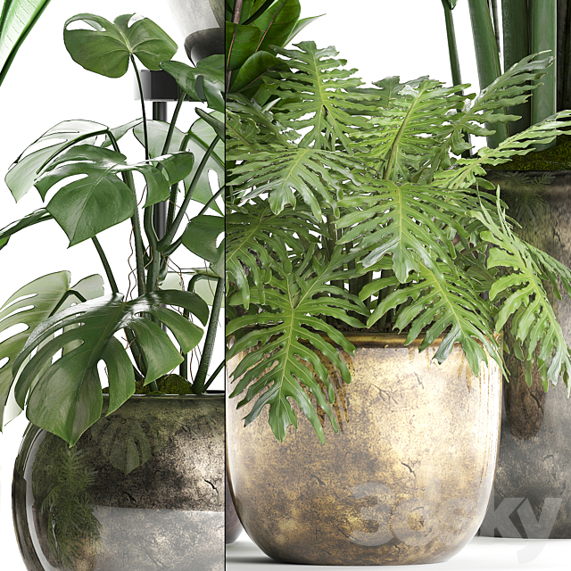 Plant Collection 361. luxury flowerpot. Philodendron. monstera. banana. palm grass. indoor plants. luxury. interior. strelitzia 3DSMax File - thumbnail 2