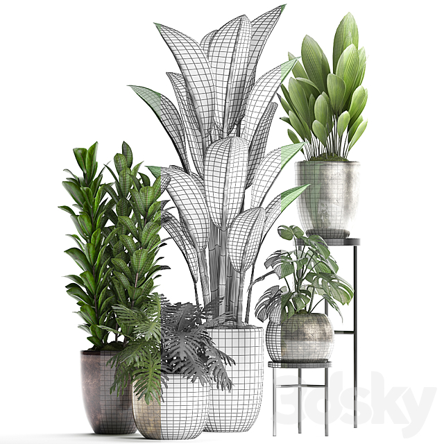 Plant Collection 361. luxury flowerpot. Philodendron. monstera. banana. palm grass. indoor plants. luxury. interior. strelitzia 3DSMax File - thumbnail 3