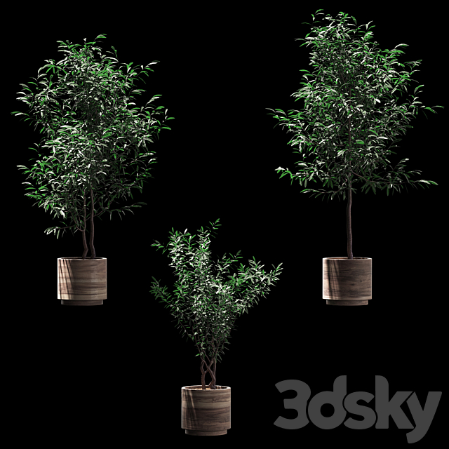 Plants in wooden pots. 3 models 3DSMax File - thumbnail 1