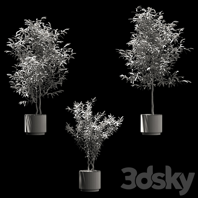 Plants in wooden pots. 3 models 3DSMax File - thumbnail 2
