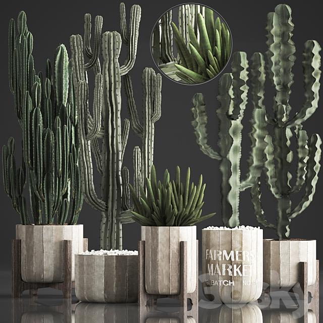 Plant Collection 374. Cactus. concrete flowerpot. cereus. spurge. carnegia. indoor cactus. desert plants. concrete pot 3DSMax File - thumbnail 1
