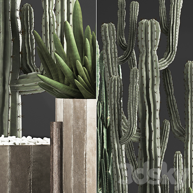 Plant Collection 374. Cactus. concrete flowerpot. cereus. spurge. carnegia. indoor cactus. desert plants. concrete pot 3DSMax File - thumbnail 2