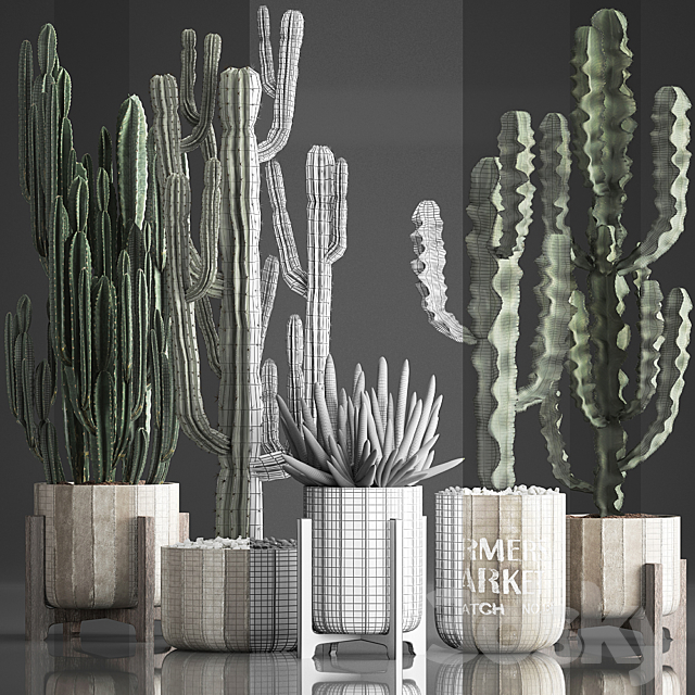 Plant Collection 374. Cactus. concrete flowerpot. cereus. spurge. carnegia. indoor cactus. desert plants. concrete pot 3DSMax File - thumbnail 3