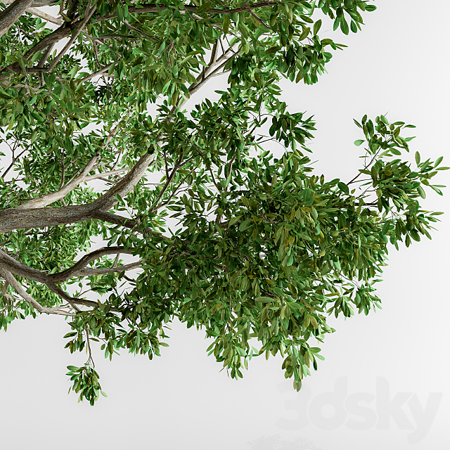 Broadleaf tree 3d