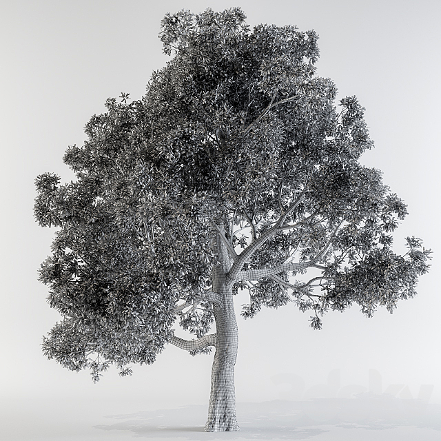 Broadleaf tree 3DSMax File - thumbnail 3