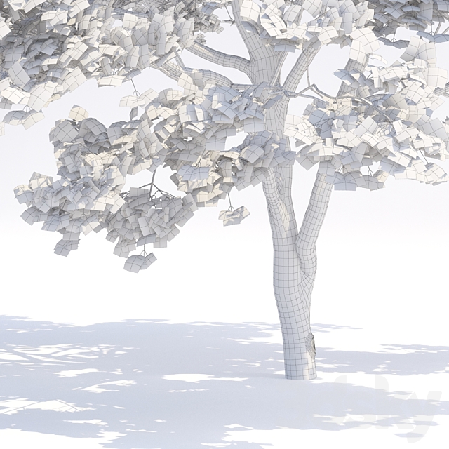 Maple tree Manchu | Acer mandschuricum v2 3DSMax File - thumbnail 2