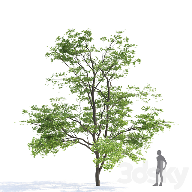 Maple tree Manchu | Acer mandschuricum v2 3DSMax File - thumbnail 3