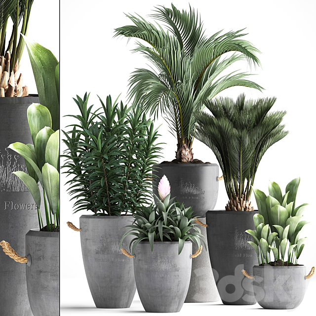 Plant Collection 379. Concrete pot. ornamental palm tree. bromeliad. date palm. oleander. indoor plants. outdoor. bushes. interior. exotic 3DSMax File - thumbnail 1