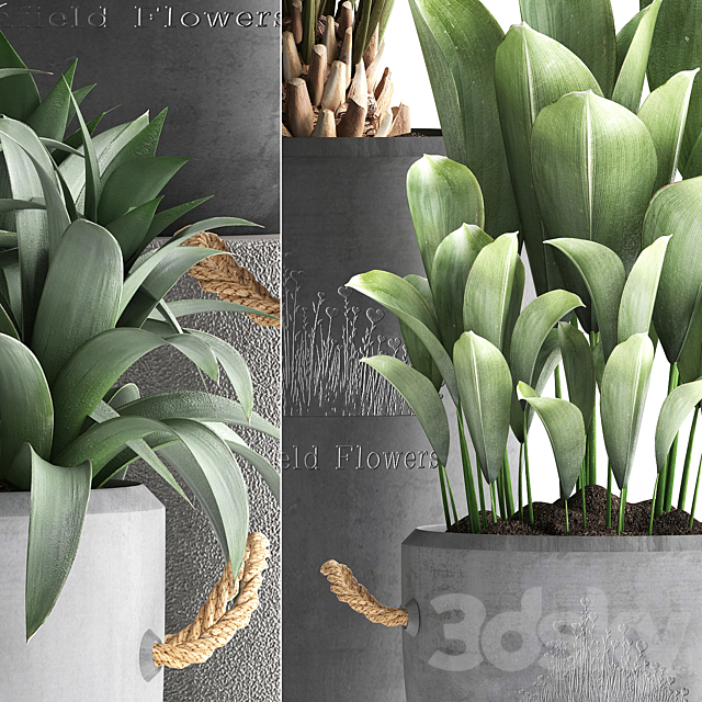 Plant Collection 379. Concrete pot. ornamental palm tree. bromeliad. date palm. oleander. indoor plants. outdoor. bushes. interior. exotic 3DSMax File - thumbnail 2