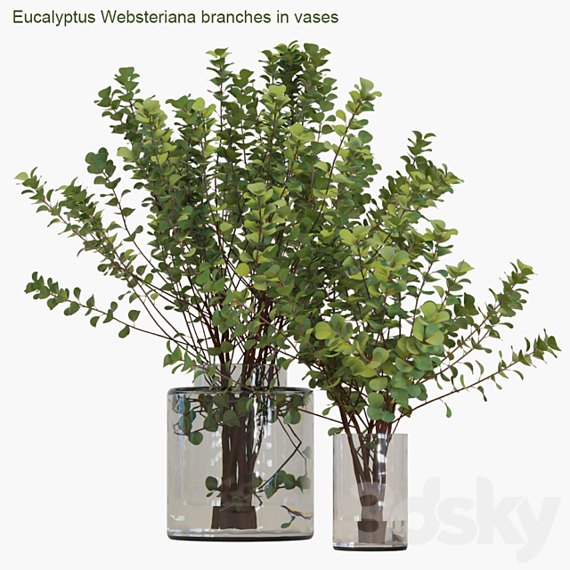 Eucalyptus Websteriana branches in vases # 2 3DSMax File - thumbnail 1