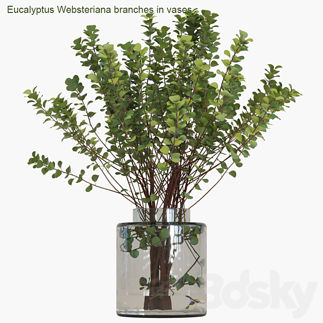 Eucalyptus Websteriana branches in vases # 2 3DSMax File - thumbnail 2