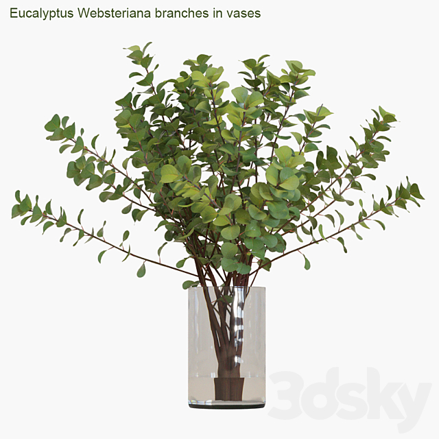 Eucalyptus Websteriana branches in vases # 2 3DSMax File - thumbnail 3