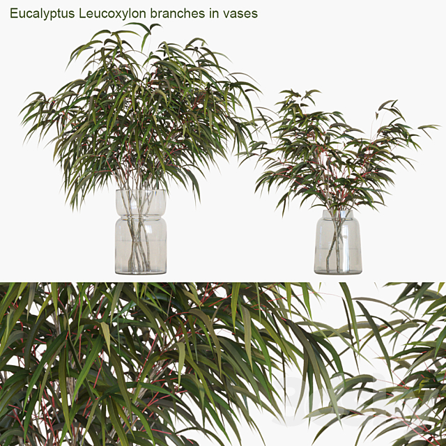 Eucalyptus Leucoxylon branches in vases 3DSMax File - thumbnail 1