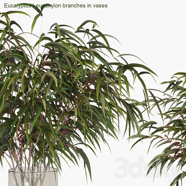 Eucalyptus Leucoxylon branches in vases 3DSMax File - thumbnail 2