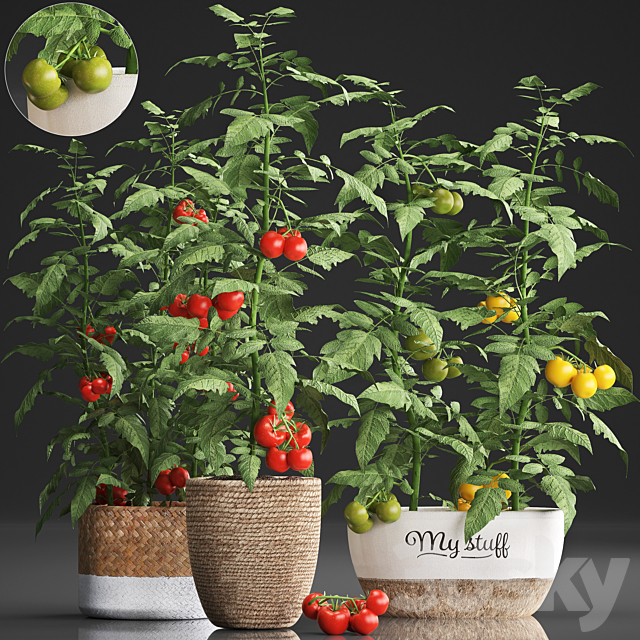 Collection of plants kitchen garden vegetable garden in modern pots planters with vegetables. tomato bush. kitchen greens. cherry. yellow. green. red. Set 385. 3DSMax File - thumbnail 1
