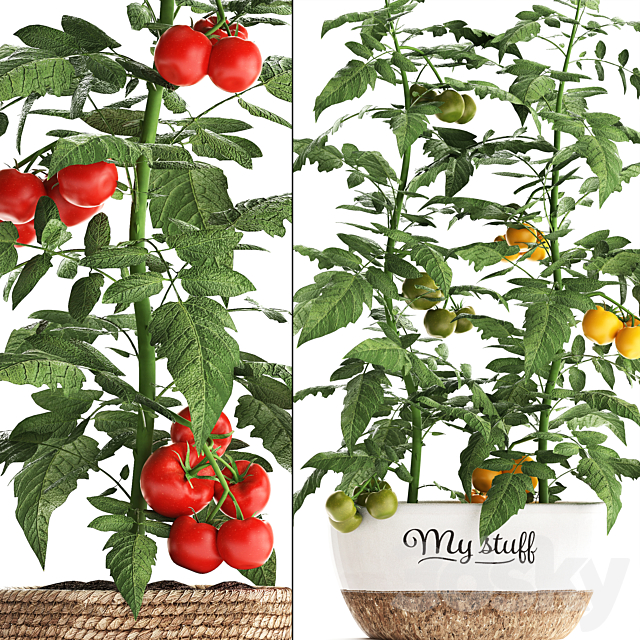 Collection of plants kitchen garden vegetable garden in modern pots planters with vegetables. tomato bush. kitchen greens. cherry. yellow. green. red. Set 385. 3DSMax File - thumbnail 2