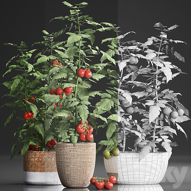 Collection of plants kitchen garden vegetable garden in modern pots planters with vegetables. tomato bush. kitchen greens. cherry. yellow. green. red. Set 385. 3DSMax File - thumbnail 3