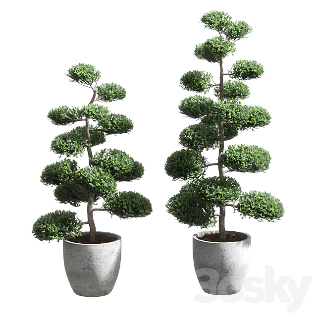 Bonsai with spherical branches. 2 models 3DSMax File - thumbnail 1
