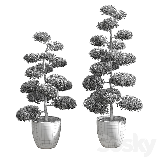 Bonsai with spherical branches. 2 models 3DSMax File - thumbnail 2